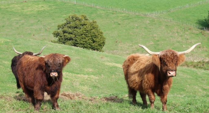 New Zealand Highland Cattle Society