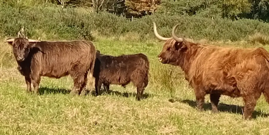 Emily on Left, Dam (June) plus bull calf on right